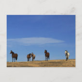 Paarden en Sky Briefkaart (Voorkant)