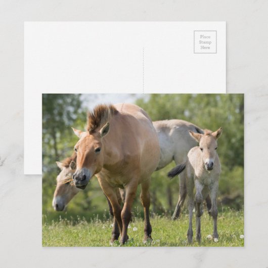 Paarden en veulen van Przewalski Briefkaart (Voorkant / Achterkant)