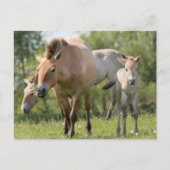 Paarden en veulen van Przewalski Briefkaart (Voorkant)