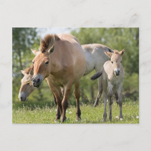 Paarden en veulen van Przewalski Briefkaart (Voorkant)
