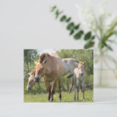 Paarden en veulen van Przewalski Briefkaart (Staand voorkant)