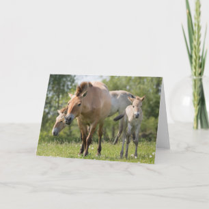 Paarden en veulen van Przewalski Feestdagen Kaart