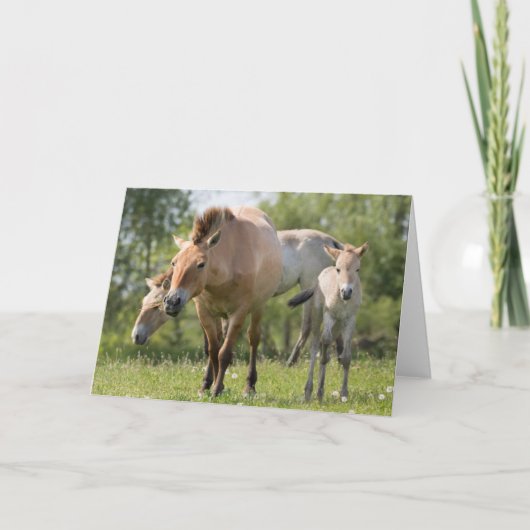 Paarden en veulen van Przewalski Feestdagen Kaart (Voorkant)