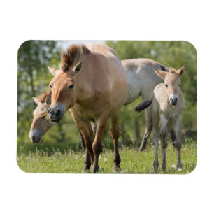 Paarden en veulen van Przewalski Magneet