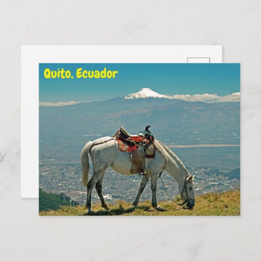 Paarden en vulkaan, Quito, Ecuador Briefkaart (Voorkant / Achterkant)