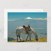 Paarden en vulkaan, Quito, Ecuador Briefkaart (Voorkant / Achterkant)