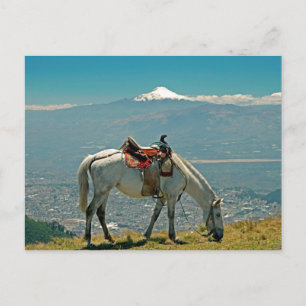 Paarden en vulkaan, Quito, Ecuador Briefkaart