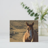 Paarden en Westerne achtergrond Briefkaart (Staand voorkant)