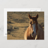 Paarden en Westerne achtergrond Briefkaart (Voorkant / Achterkant)