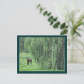 ~ Paarden en Willow ~ Briefkaart (Staand voorkant)