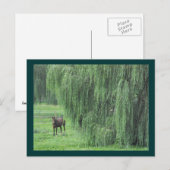 ~ Paarden en Willow ~ Briefkaart (Voorkant / Achterkant)