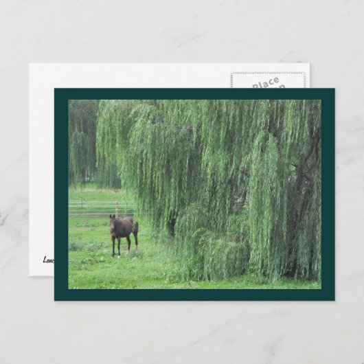 ~ Paarden en Willow ~ Briefkaart (Voorkant / Achterkant)