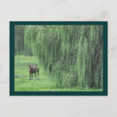 ~ Paarden en Willow ~ Briefkaart (Voorkant)