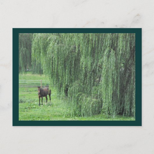 ~ Paarden en Willow ~ Briefkaart (Voorkant)
