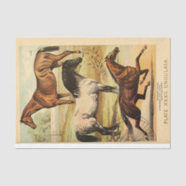 paarden Ephemera Decoupage Tissuepapier
