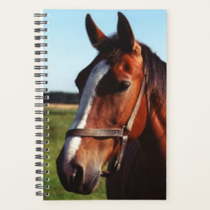 Paarden Foto Equine Bruine Paard Planner