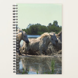 Paarden Foto Equine Paarden Water Overstekend Planner
