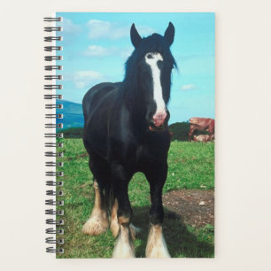 Paarden Foto Equine Staande Shire Planner