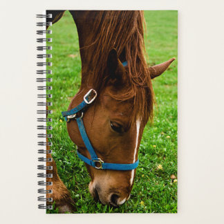 Paarden Foto van Equine Grazing Chestnut Stripe Planner