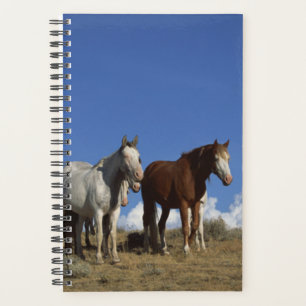 Paarden Foto van paardachtigen — Permanent paard Planner