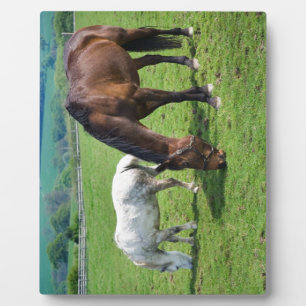 Paarden Fotoplaat