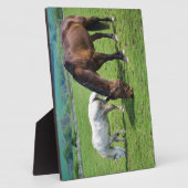 Paarden Fotoplaat (Zijkant)