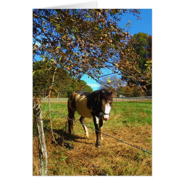 Paarden, geschilderd, (Voorkant)