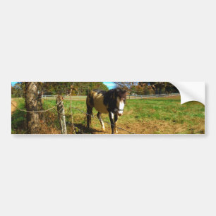 Paarden, geschilderd, bumpersticker