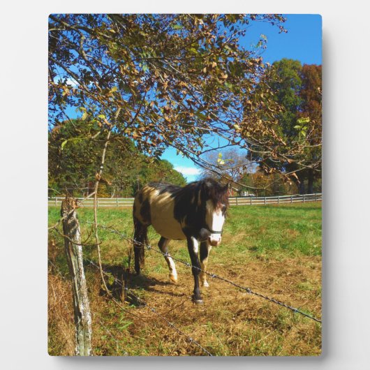 Paarden, geschilderd, fotoplaat (Voorkant)