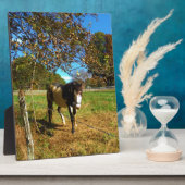 Paarden, geschilderd, fotoplaat (Zijkant)