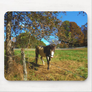 Paarden, geschilderd, muismat