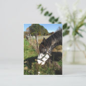 Paarden, geverfd, koningin en koningsbloem briefkaart (Staand voorkant)