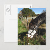 Paarden, geverfd, koningin en koningsbloem briefkaart (Voorkant / Achterkant)