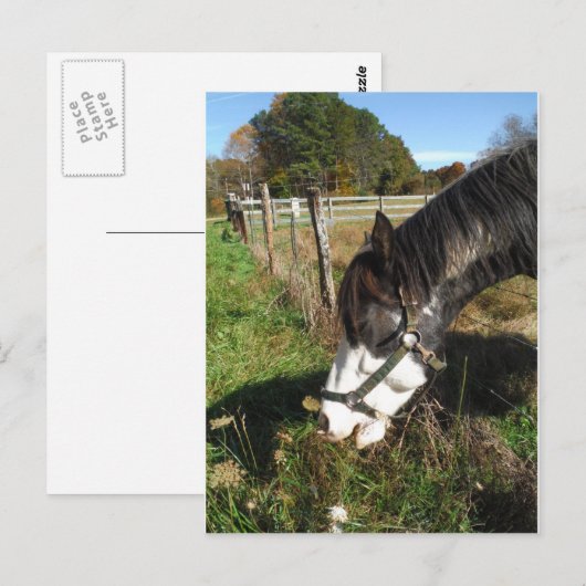 Paarden, geverfd, koningin en koningsbloem briefkaart (Voorkant / Achterkant)