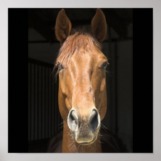 Paarden Gezicht Foto Poster (Voorkant)