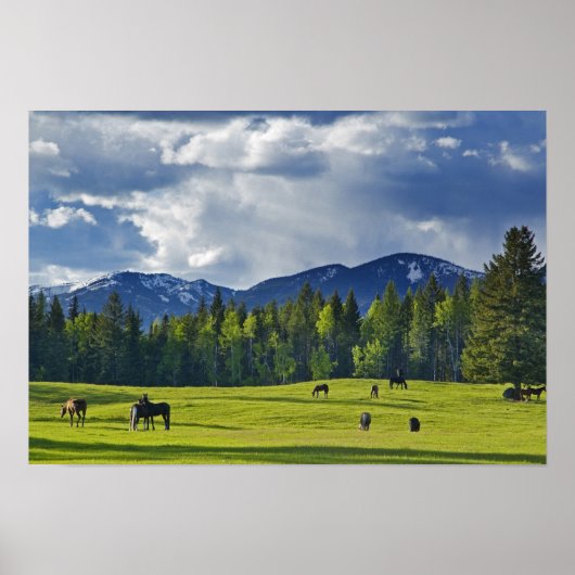 Paarden grazen in weiland bij Whitefish, Poster (Voorkant)