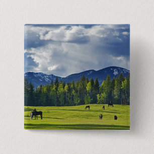 Paarden grazen in weiland bij Whitefish, Vierkante Button 5,1 Cm