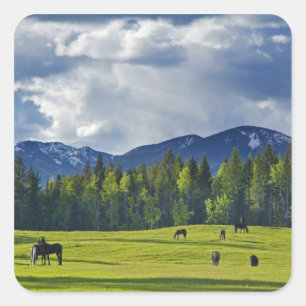 Paarden grazen in weiland bij Whitefish, Vierkante Sticker