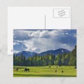 Paarden grazen in weiland nabij Whitefish; Briefkaart (Voorkant / Achterkant)