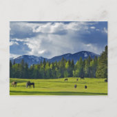 Paarden grazen in weiland nabij Whitefish; Briefkaart (Voorkant)