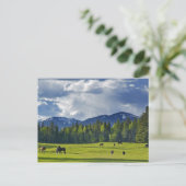 Paarden grazen in weiland nabij Whitefish; Briefkaart (Staand voorkant)