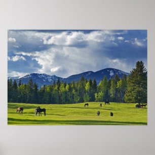 Paarden grazen in weiland nabij Whitefish; Poster