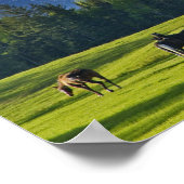 Paarden grazen in weiland nabij Whitefish; Poster (Hoek)