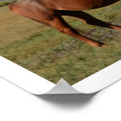 Paarden grazen in weiland, Teton Mountains Poster (Hoek)