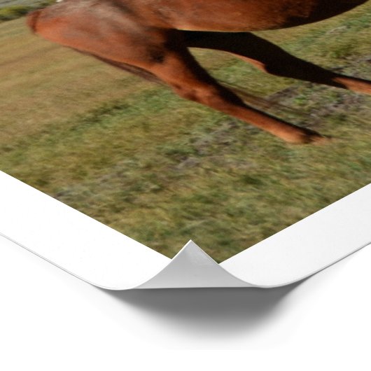 Paarden grazen in weiland, Teton Mountains Poster (Hoek)