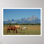 Paarden grazen in weiland, Teton Mountains Poster (Voorkant)
