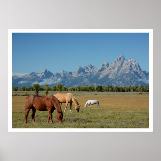 Paarden grazen in weiland, Teton Mountains Poster (Voorkant)