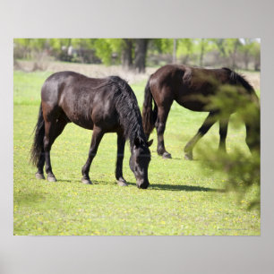 paarden grazen op een paardenpaard poster