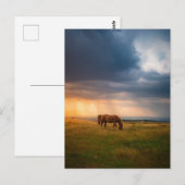 Paarden grazen op stormachtige dag briefkaart (Voorkant / Achterkant)