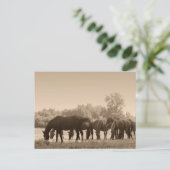 Paarden grazen- Sepia getinte foto Briefkaart (Staand voorkant)